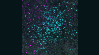 Image showing the interaction of bacteria and virus.